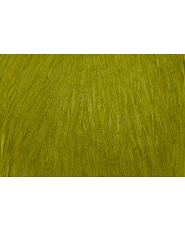AMERICAN ROOSTER CAPE OLIVE 