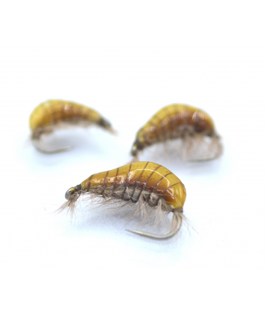 GAMMARUS CARAMEL #16