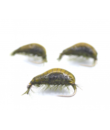 GAMMARUS DK OLIVE #16