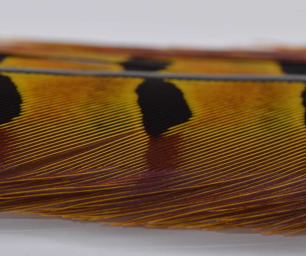 Immagine prodotto: PAIR RINGNECK TAIL FEATHERS