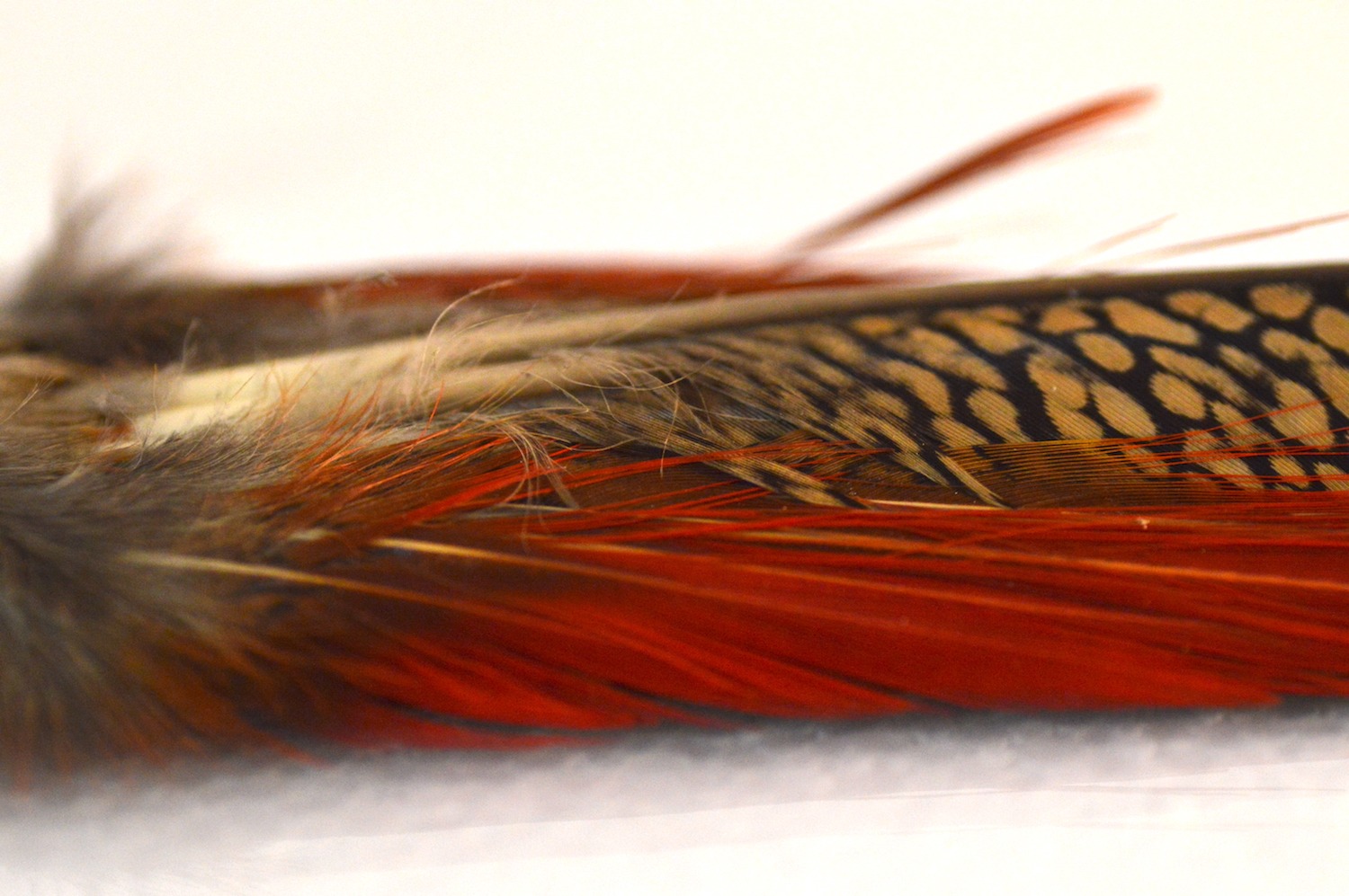 Immagine prodotto: CODA INTERA DI FAGIANO DORATO