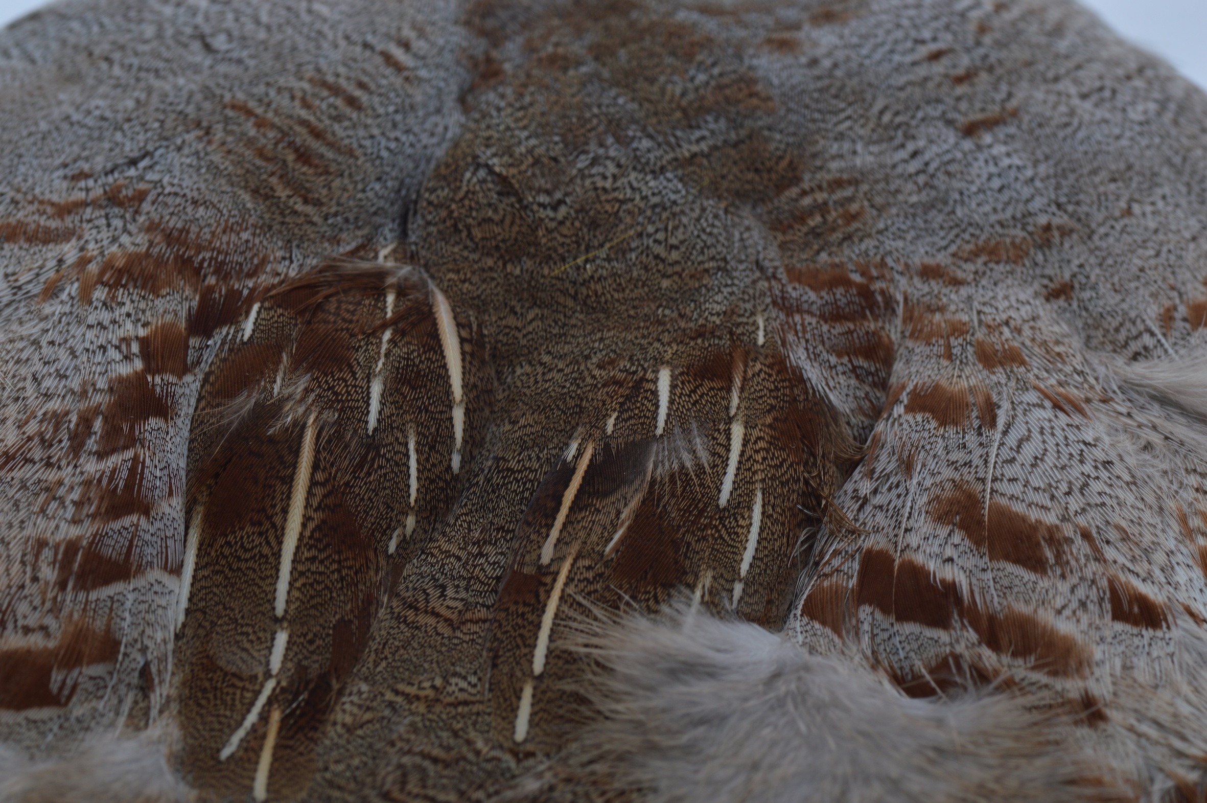 Immagine prodotto: HUNGARIAN PARTRIDGE WHOLE SKIN