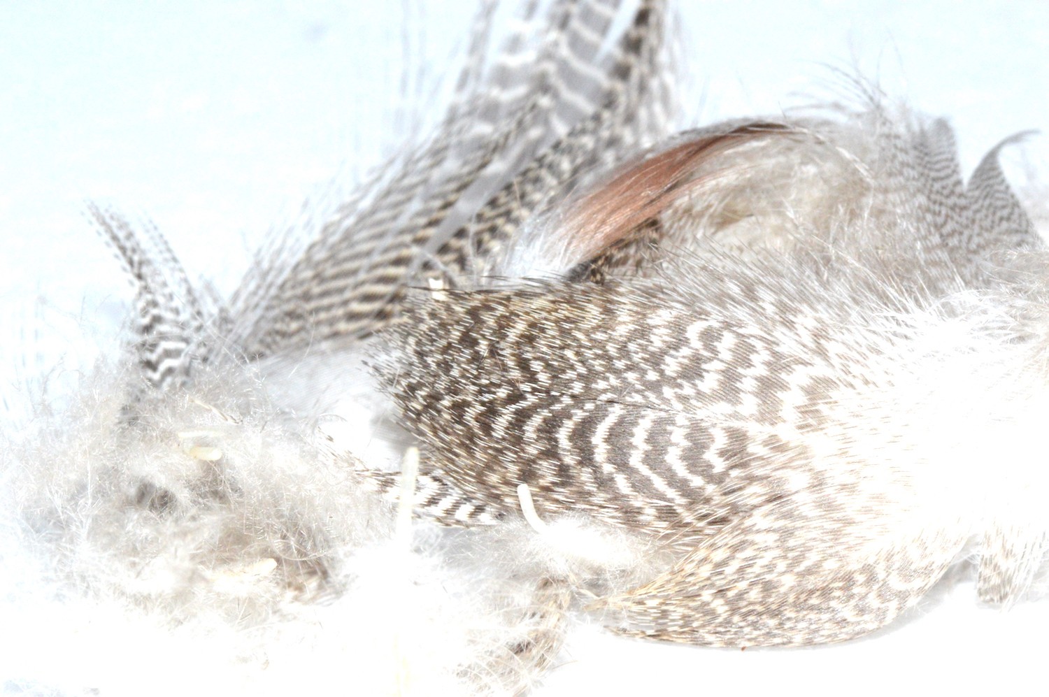 Immagine prodotto: MIXED WATERFOWL