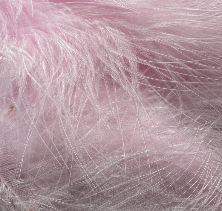 Immagine prodotto: FLY BOX MARABOU PREMIUM BABY PINK