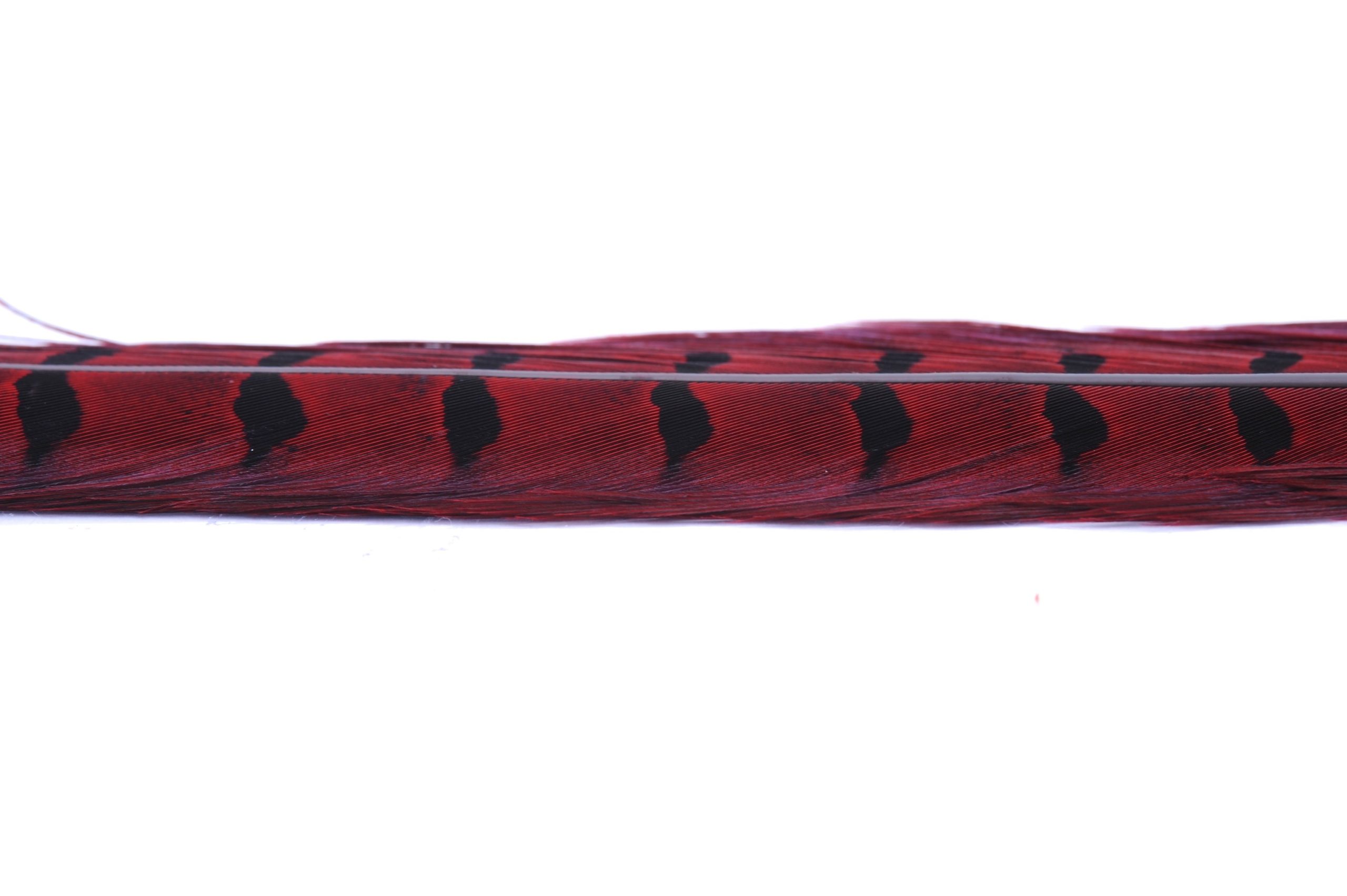 Immagine prodotto: RED 1 PAIR RINGNECK TAIL FEATHERS