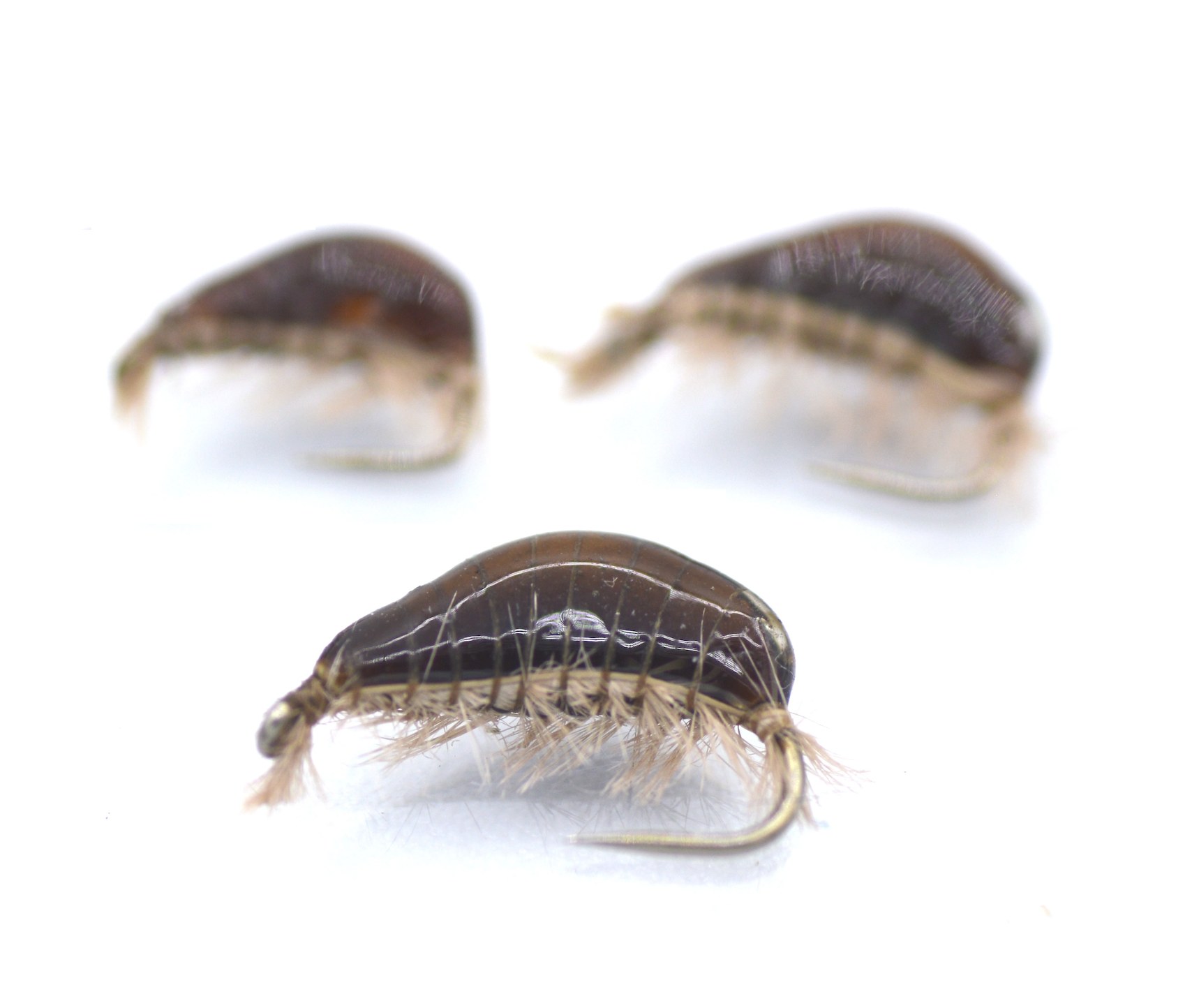 gammarus