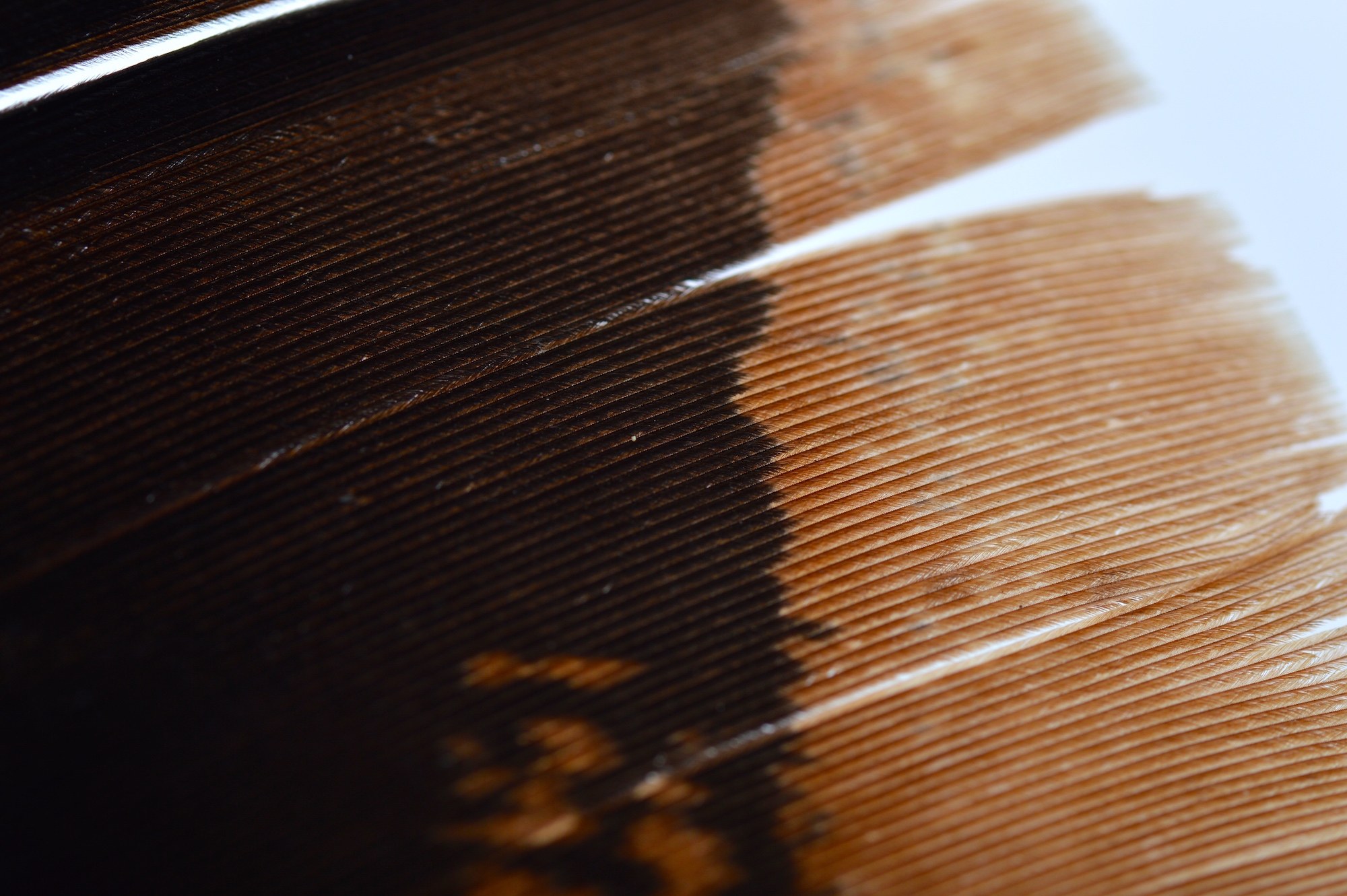 Immagine prodotto: OZARK TURKEY TAIL – Cinnamon Tip