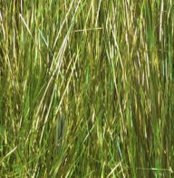 Immagine prodotto: SALT BLEND ANGEL HAIR