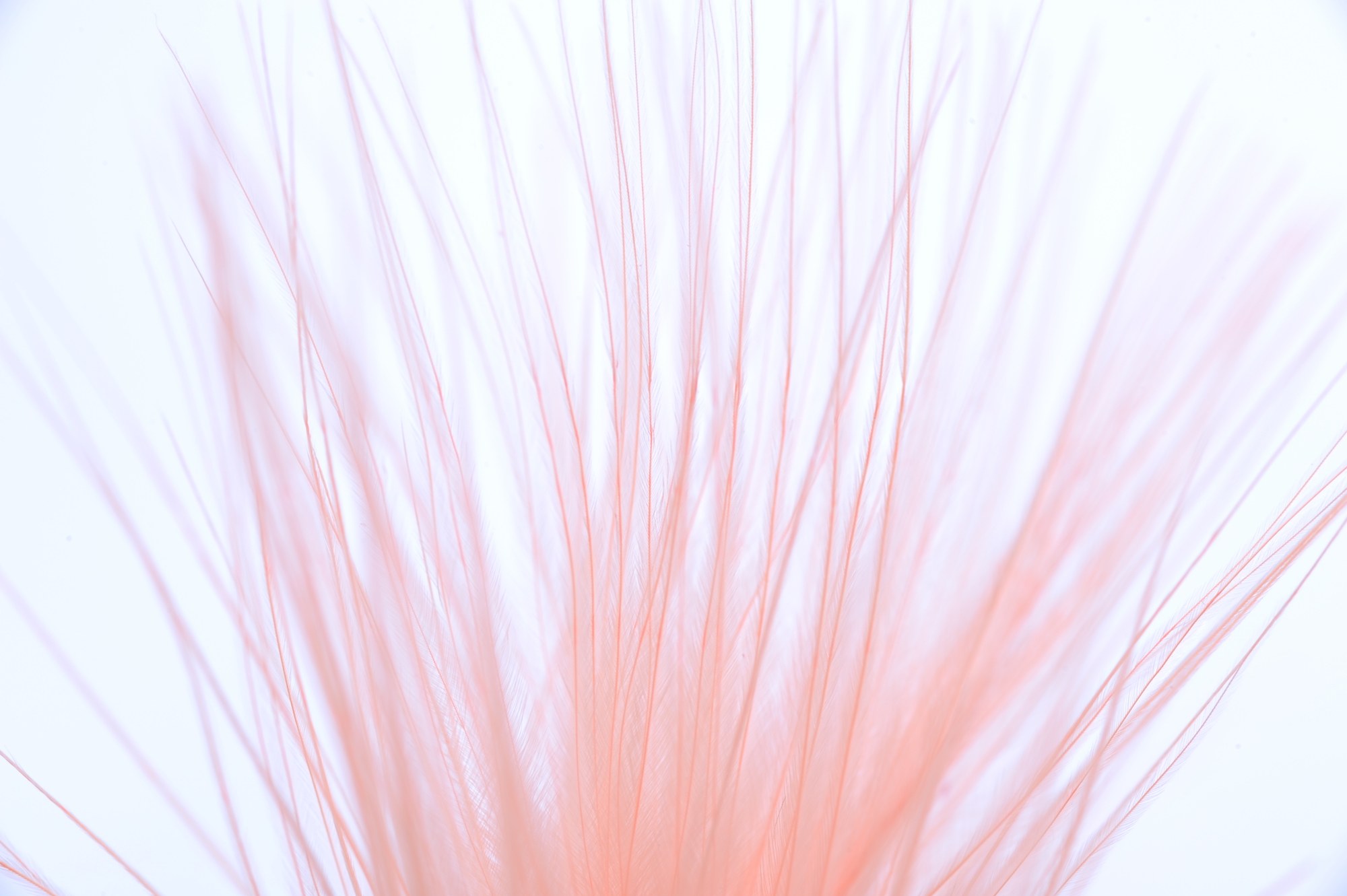 Immagine prodotto: STRUNG MARABOU