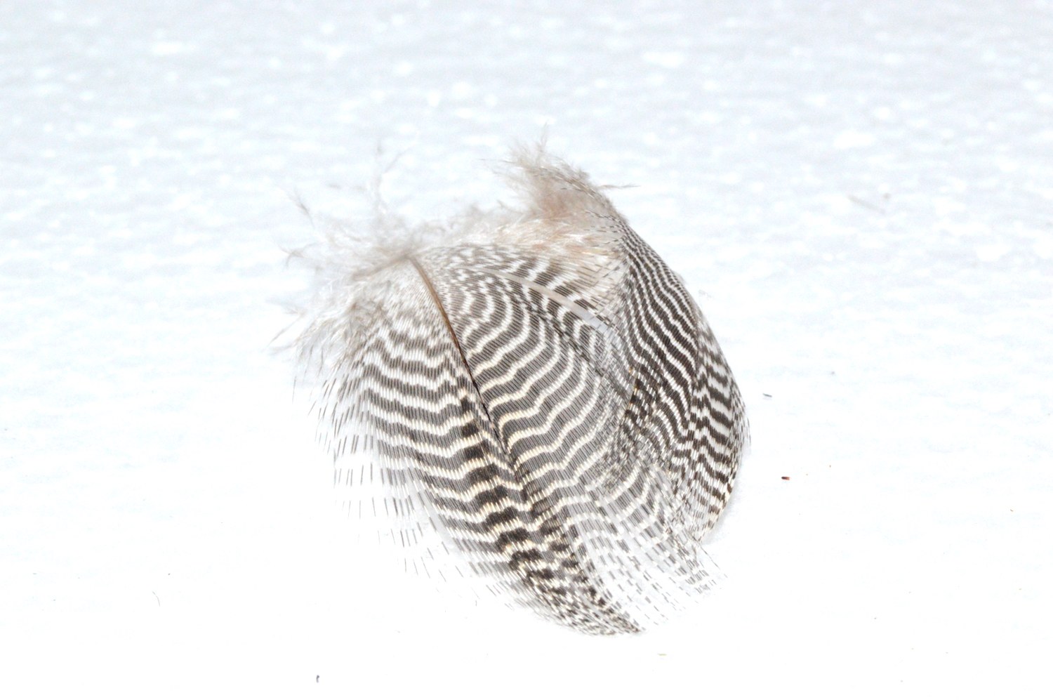 Immagine prodotto: TEAL BARRED FLANK