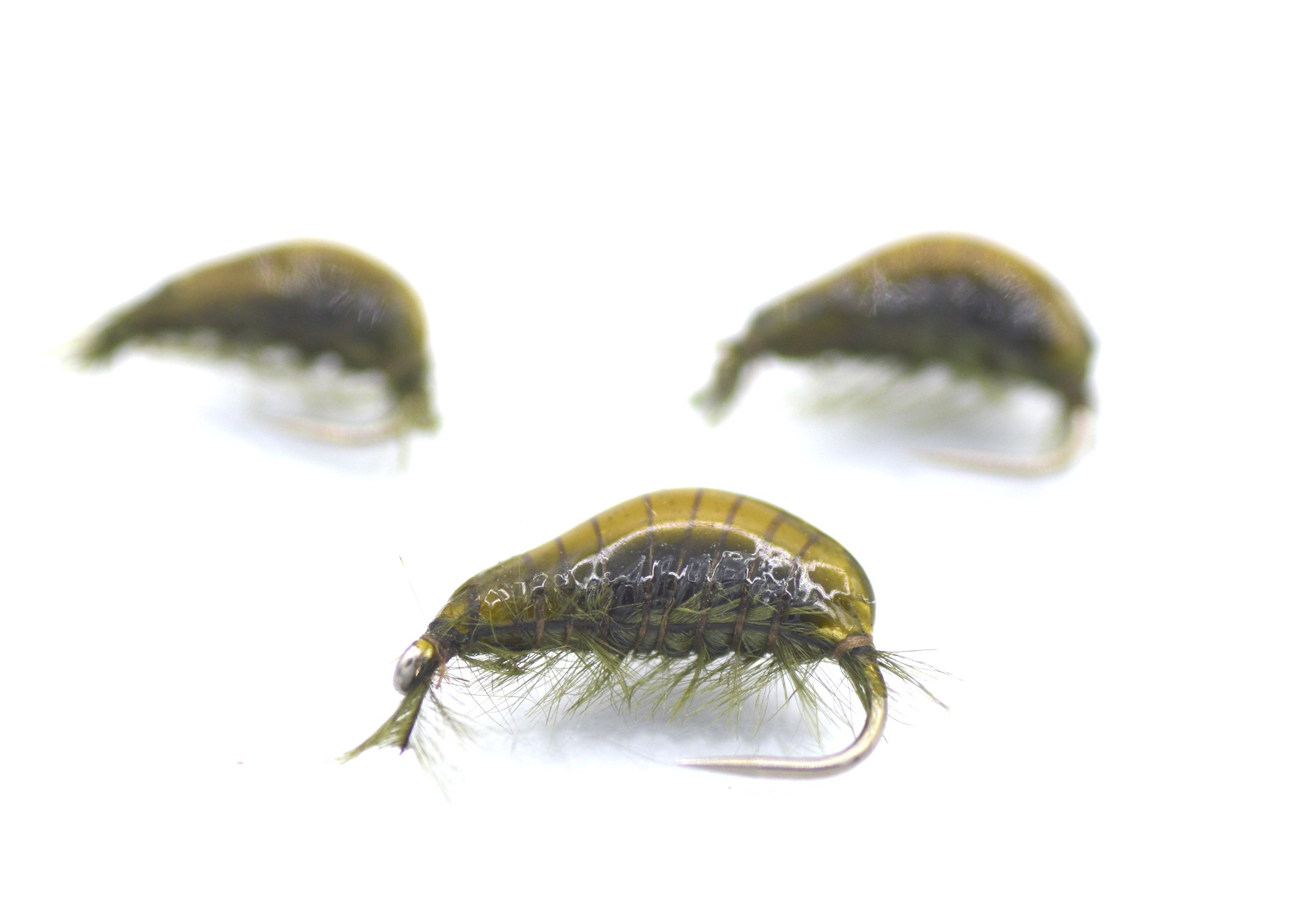gammarus