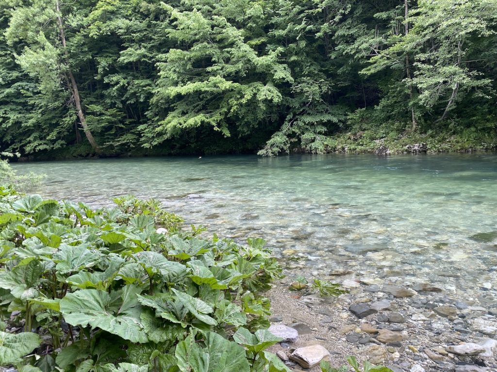 ambiente trota marmarmorata vegetazione